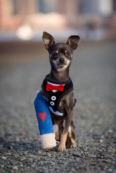 A Day in the Life of a Wildlife Rescue Volunteer image